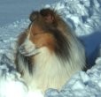 Shetland Sheepdog Emma in the snow.